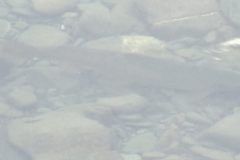 Salmon-Club-Photos-for-Framing-13-scaled