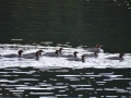 Animal 9