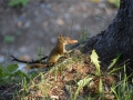 Animal 10