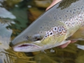 Salmon 5