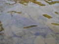 Salmon 3