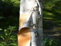 aoNature 3