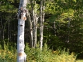 aoNature 4