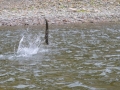 Fishing 15