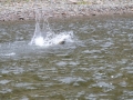 Fishing 17