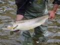 Salmon 4