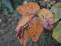 aoNature 1
