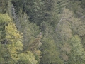 Animal 3