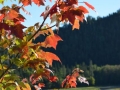 aoNature 2