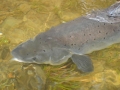 Salmon 4