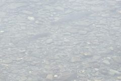 Salmon-Club-Photos-for-Framing-02-rotated