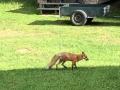 Animal 1