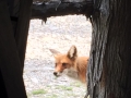 Animal 2